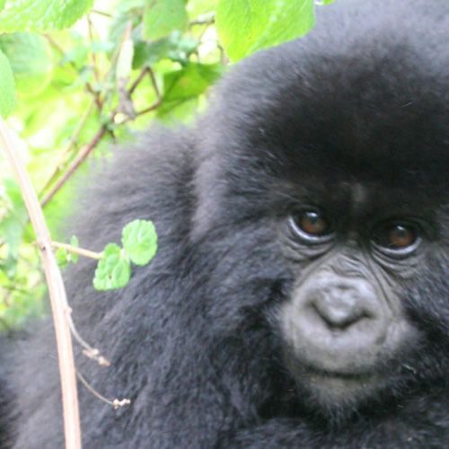 4 Days Rwanda Gorilla Trek