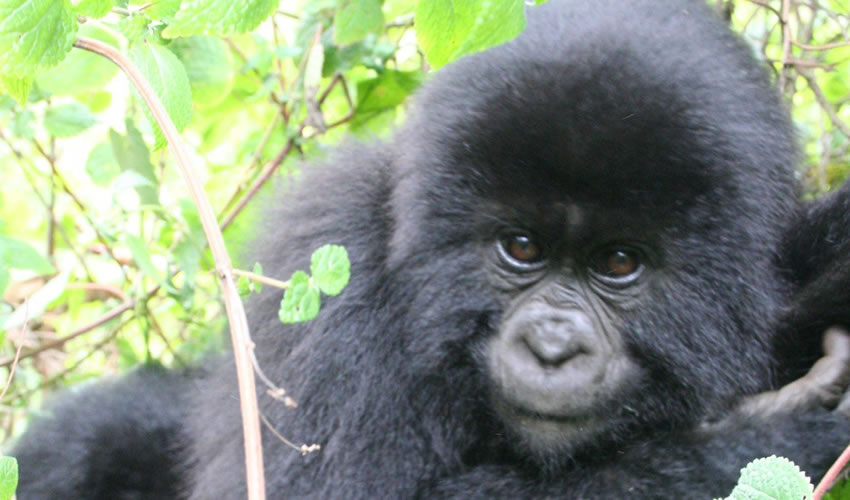 4 Days Rwanda Gorilla Trek