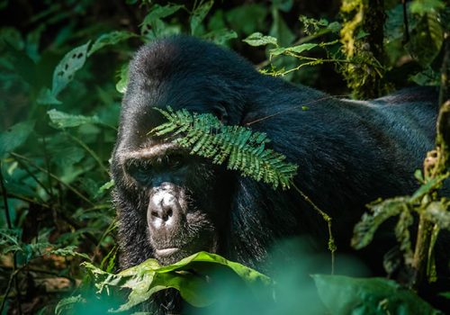 7 Days Combined Rwanda Uganda Gorilla Tour