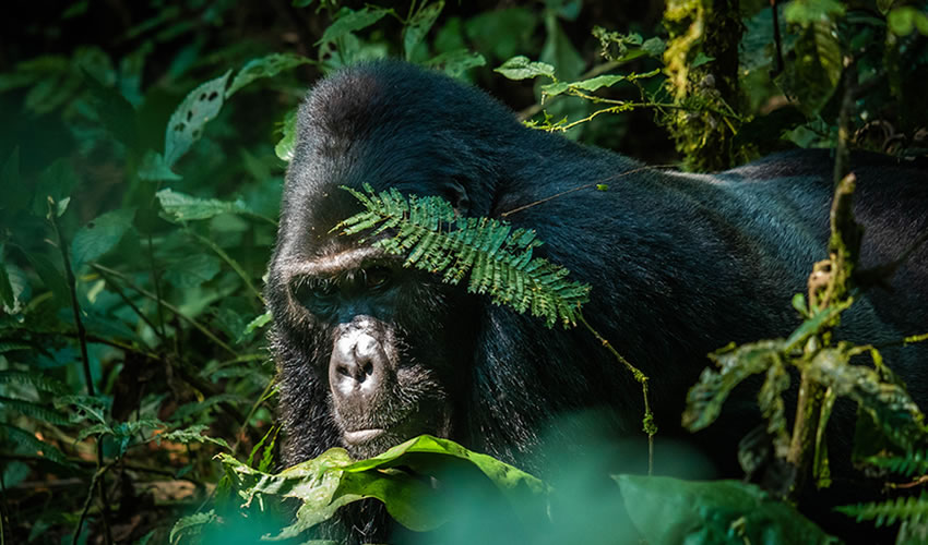 7 Days Combined Rwanda Uganda Gorilla Tour