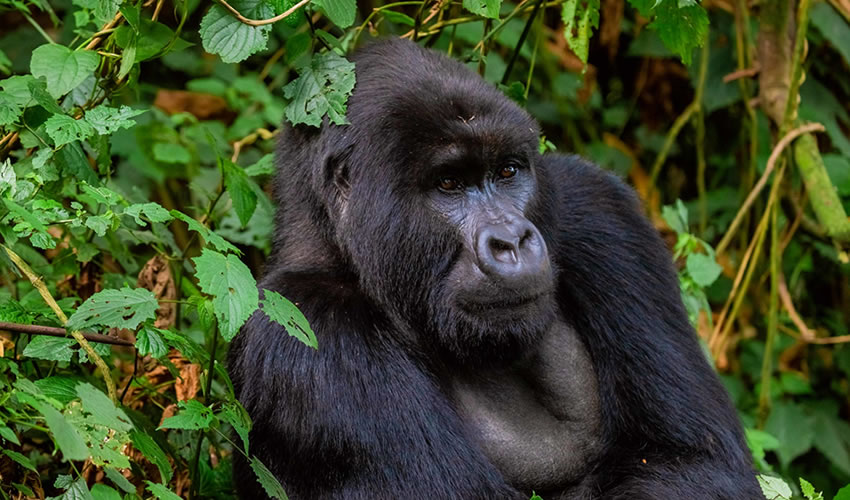 Gorilla Trekking in Rwanda