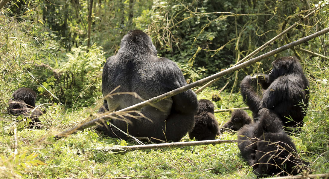 Rwanda Gorilla Families