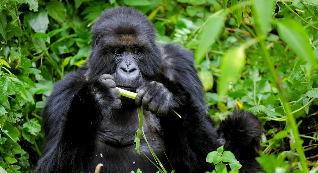 Dian Fossey Graveyard Hike