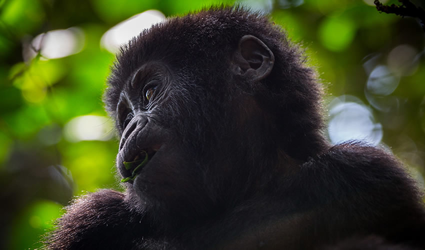 Rwanda Gorilla Trekking