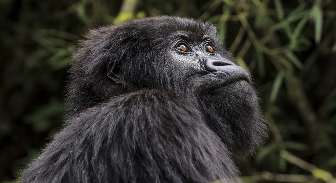 Rwanda Gorilla Families