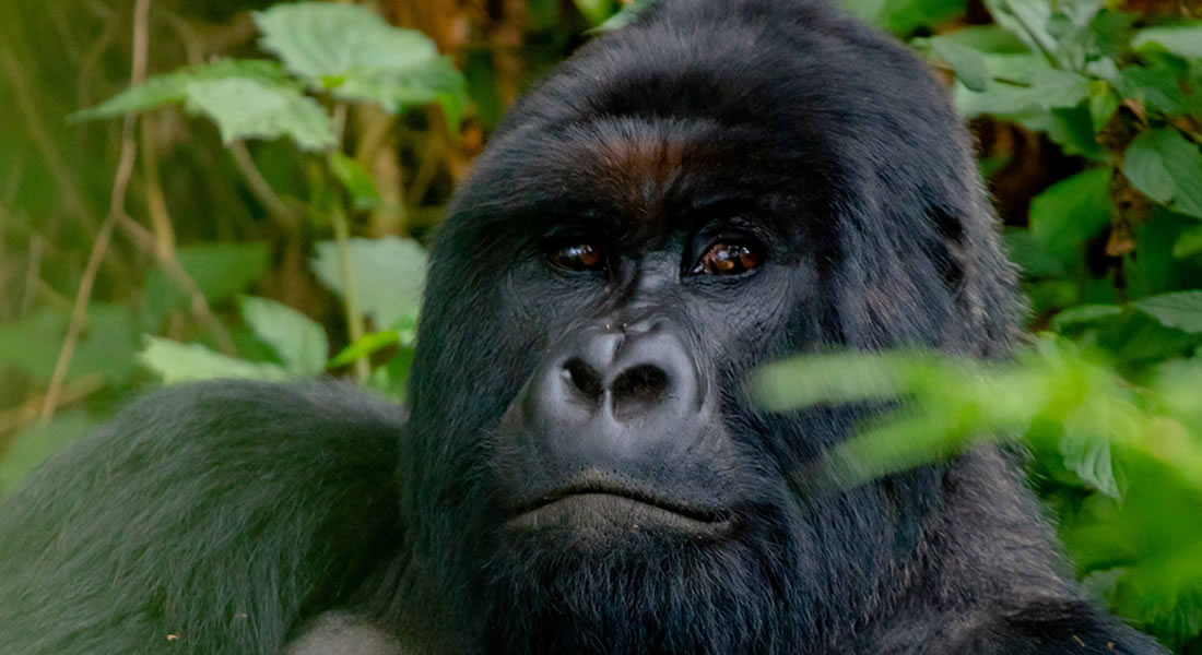 Rwanda Gorilla Groups