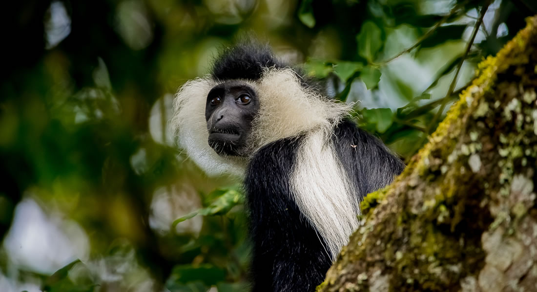 Colobus Monkey Trekking in Nyungwe Forest National Park