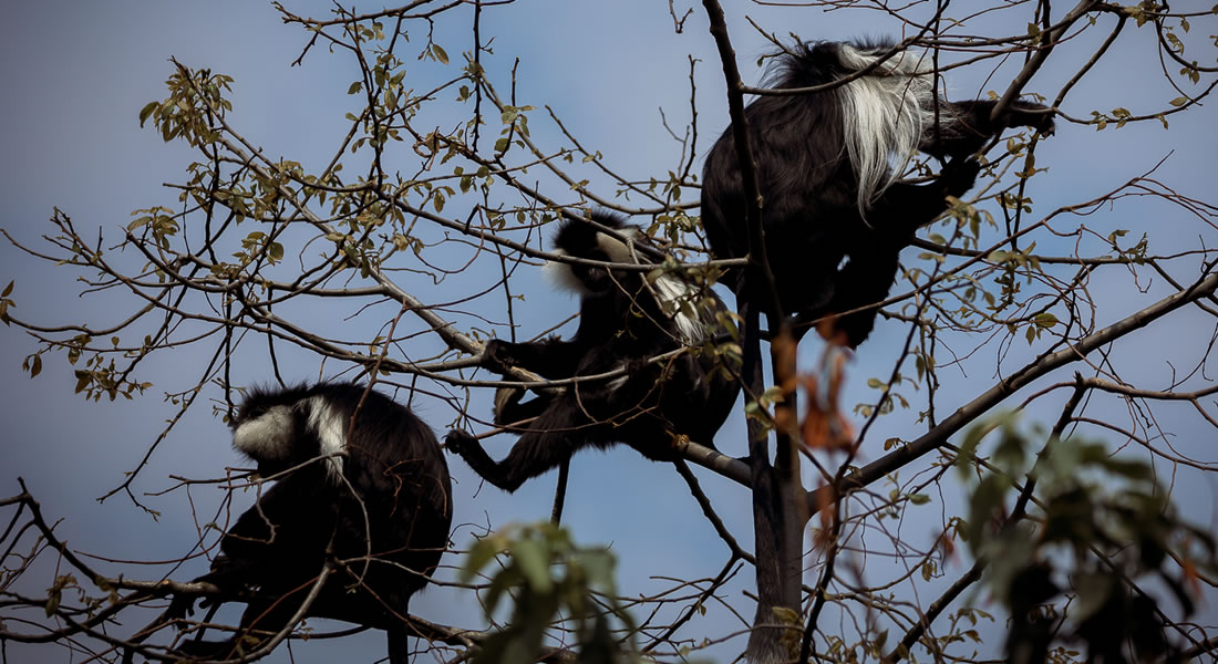 Colobus Monkeys in Nyungwe Forest