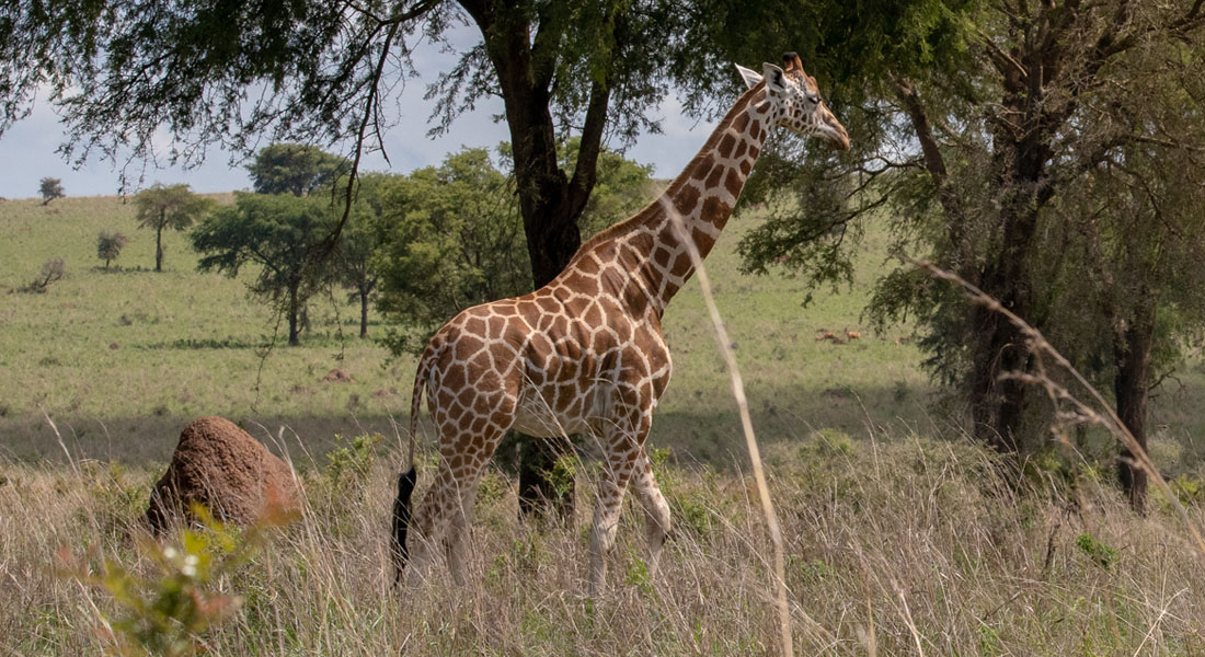 giraffe in akagera national park