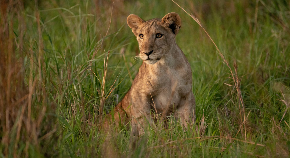 Game Drives in Akagera National Park