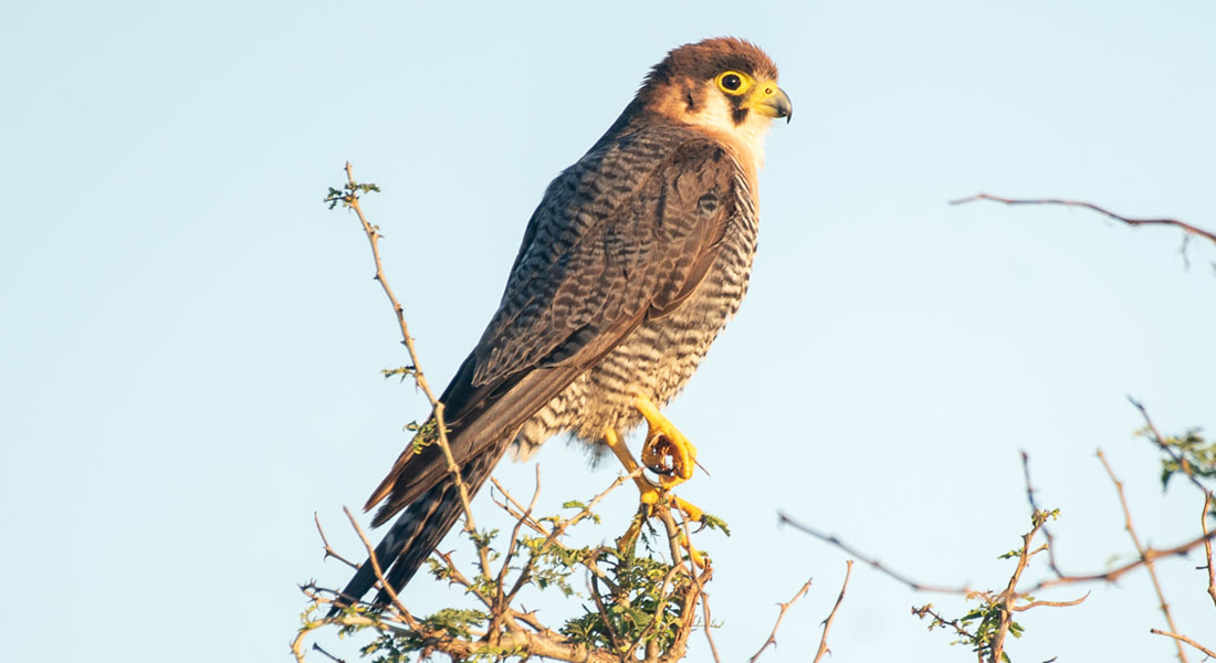 bird watching in akagera