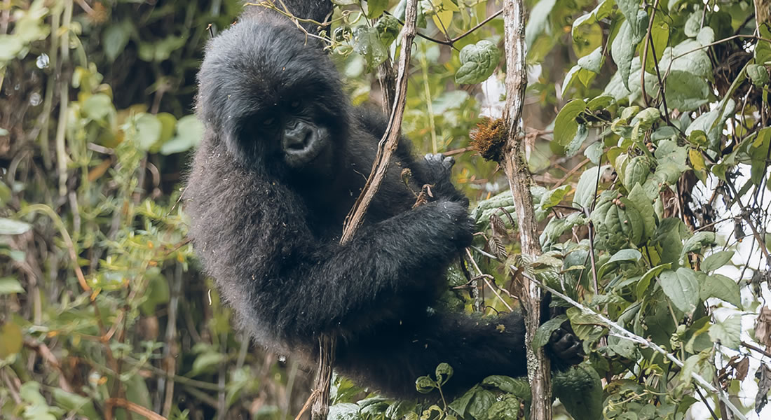 Why Rwanda is one of Africa's major tourist destinations