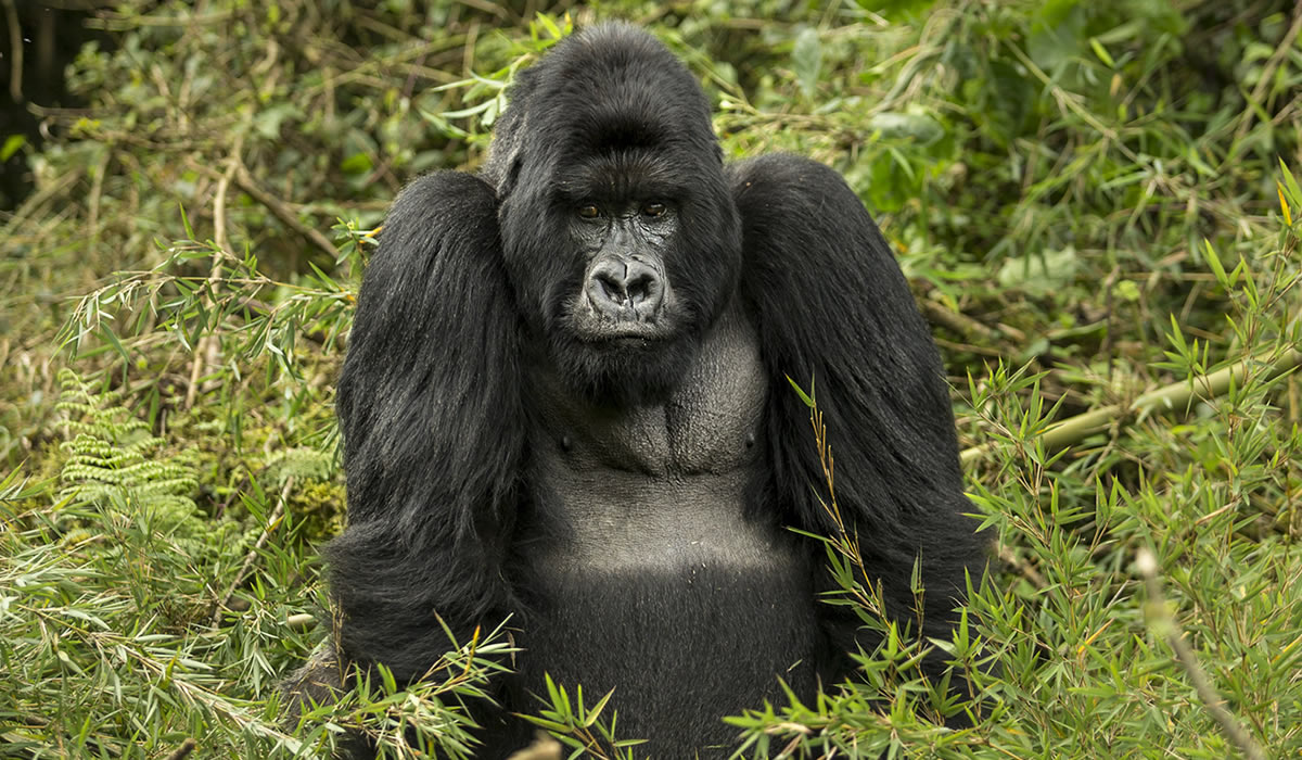 Rwanda Safari Guide